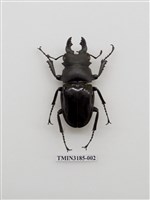 藏品(鬼艷鍬形蟲)的圖片